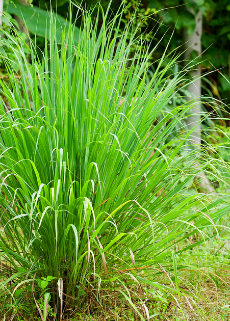 How to Harvest & Use Lemongrass: From Garden to Kitchen