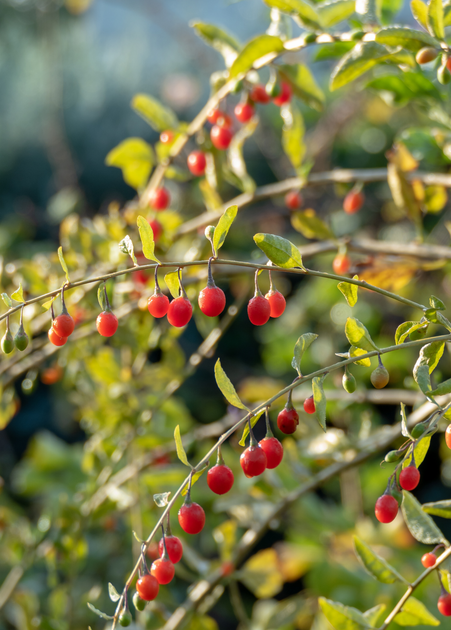Rare Goji Berry Plants for Sale | SowExotic.com – Sow Exotic