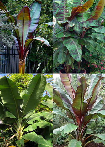 quartered image layout showing Siam Ruby , Blood Banana, Dwarf Cavendish, and Red Abysinnian plants