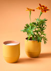 Garden Glow 2-in-1 Candle Planter