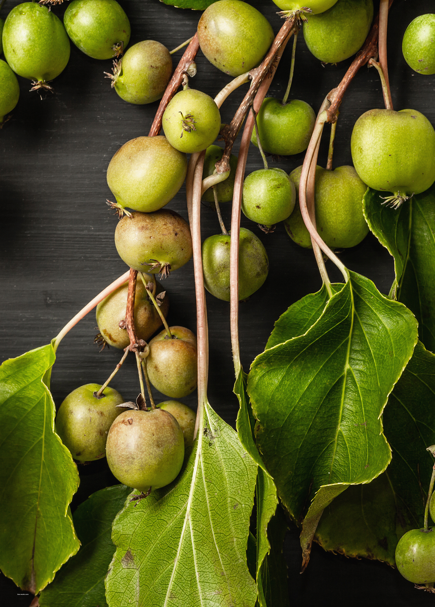 Kiwi 'Prolific' Plants For Sale