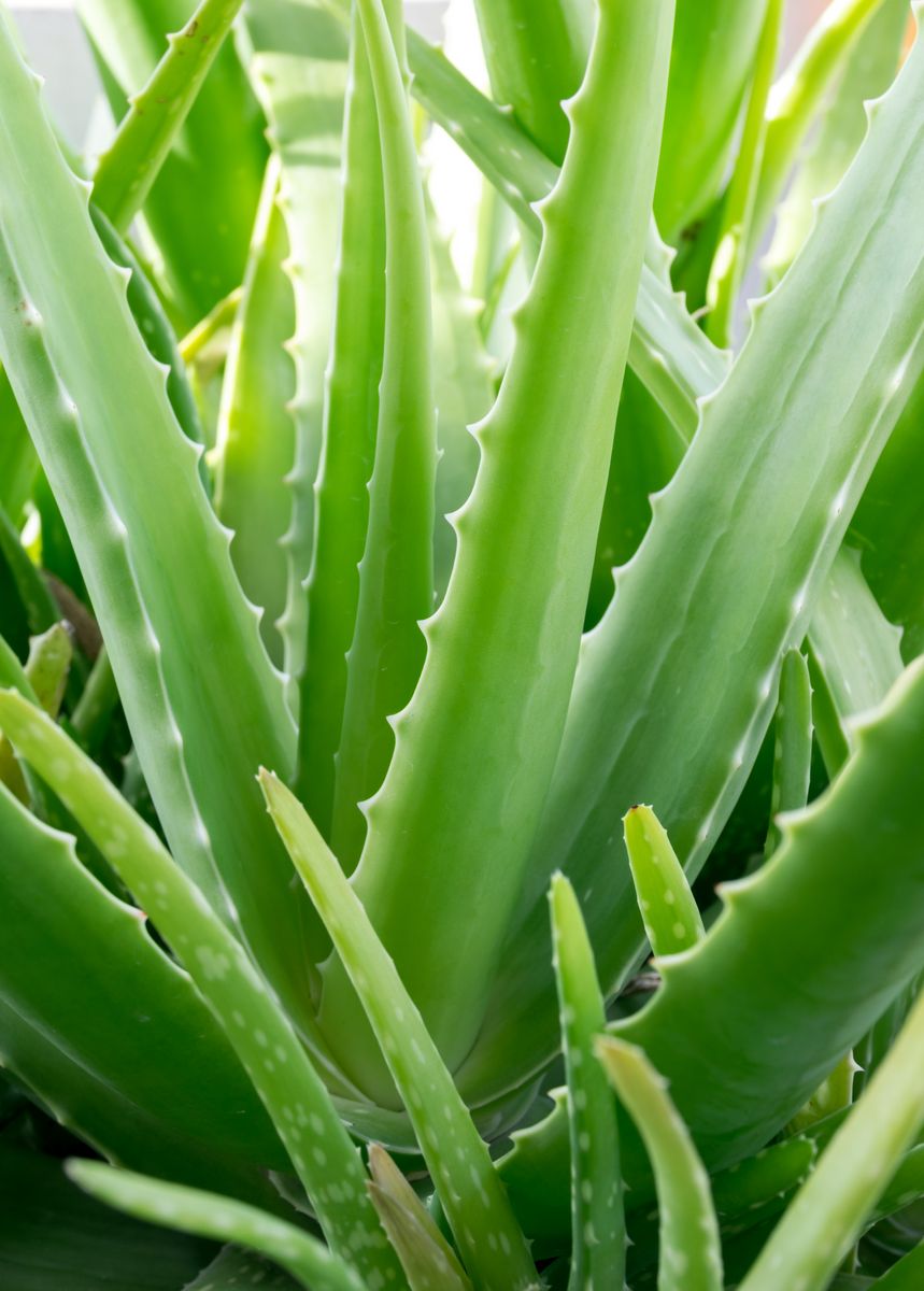 Aloe Vera Plant for Sale Sow Exotic