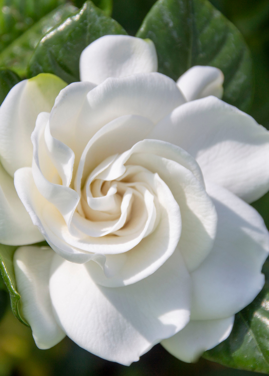 gardenia jasmine plant Belmont Gardenia Plants For Sale