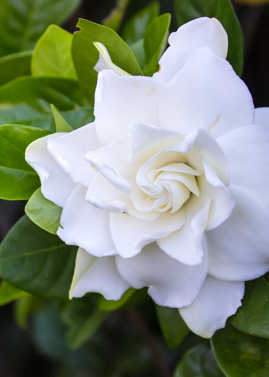 cinnamon gardenia plant Belmont Gardenia, Cape Jasmine (Gardenia jasminoides)