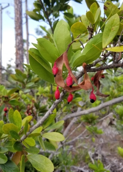 branch of Black Bead shrub in forest - shrub has smooth light green ovular leaves accented by a split brown pod with small red fruits and black seeds dangling
