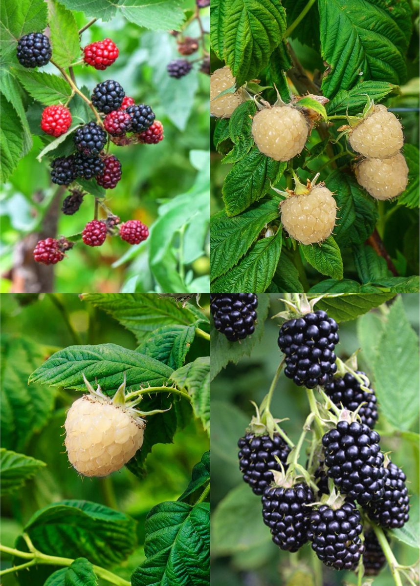 blackberry plant Blackberry Bundle: 'Apache' +'Natchez' + 'Snowbank White' – Sow Exotic