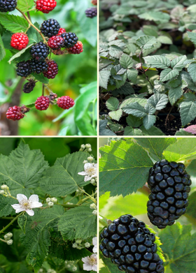 Thornless Blackberry Bundle: Natchez + Apache + Ponca