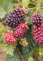 Boysenberry (Rubus ursinus × idaeus × brambles hybrid)