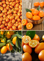 Kumquat Bundle - Meiwa & Nagami