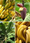Classic Banana Bundle - Grand Nain + Dwarf Cavendish