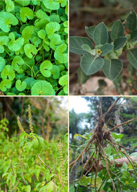 Adaptogen Herb Bundle: Gotu Kola + Ashwaganda + Tulsi