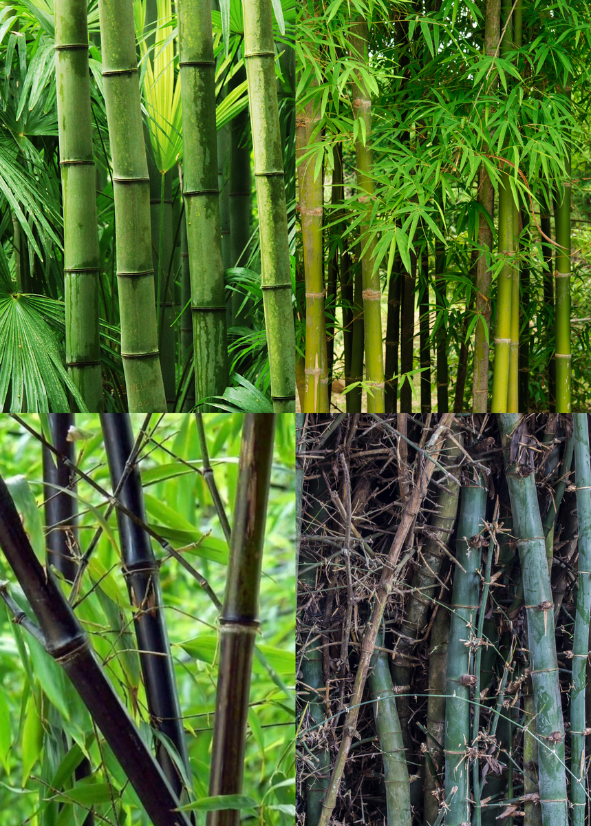Edible Bamboo Bundle: 'Oldhamii' & 'Black Asper' – Sow Exotic