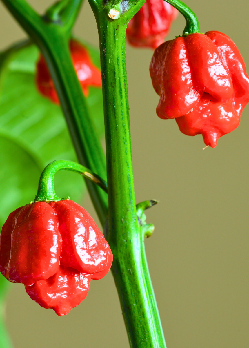 carolina reaper plants for sale Carolina Reaper (Capsicum chinense)
