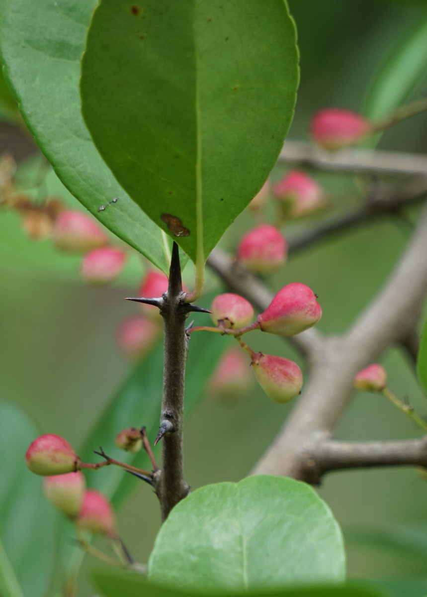 Gopher Apple Plants For Sale - SowExotic.com – Sow Exotic