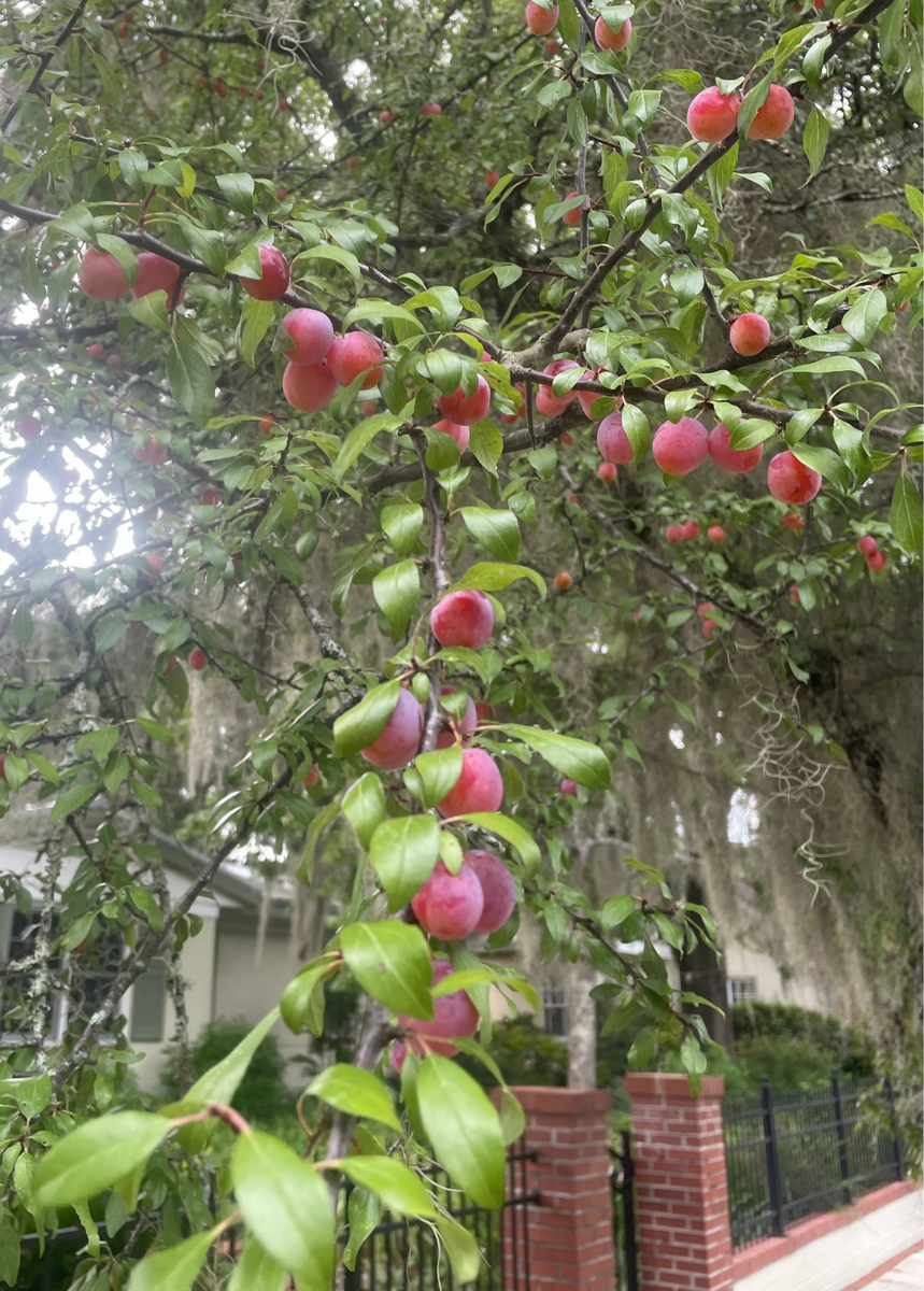 Native plum plant for sale Native plum plant for sale