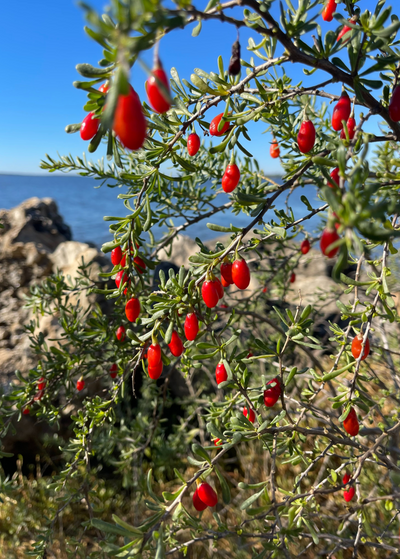 Christmasberry shrub with out of focus rocky beach cliffs behind