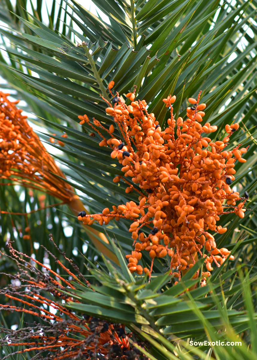 果物 PALM TREE Cliff Date Palm Trees For Sale- SowExotic.com – Sow Exotic