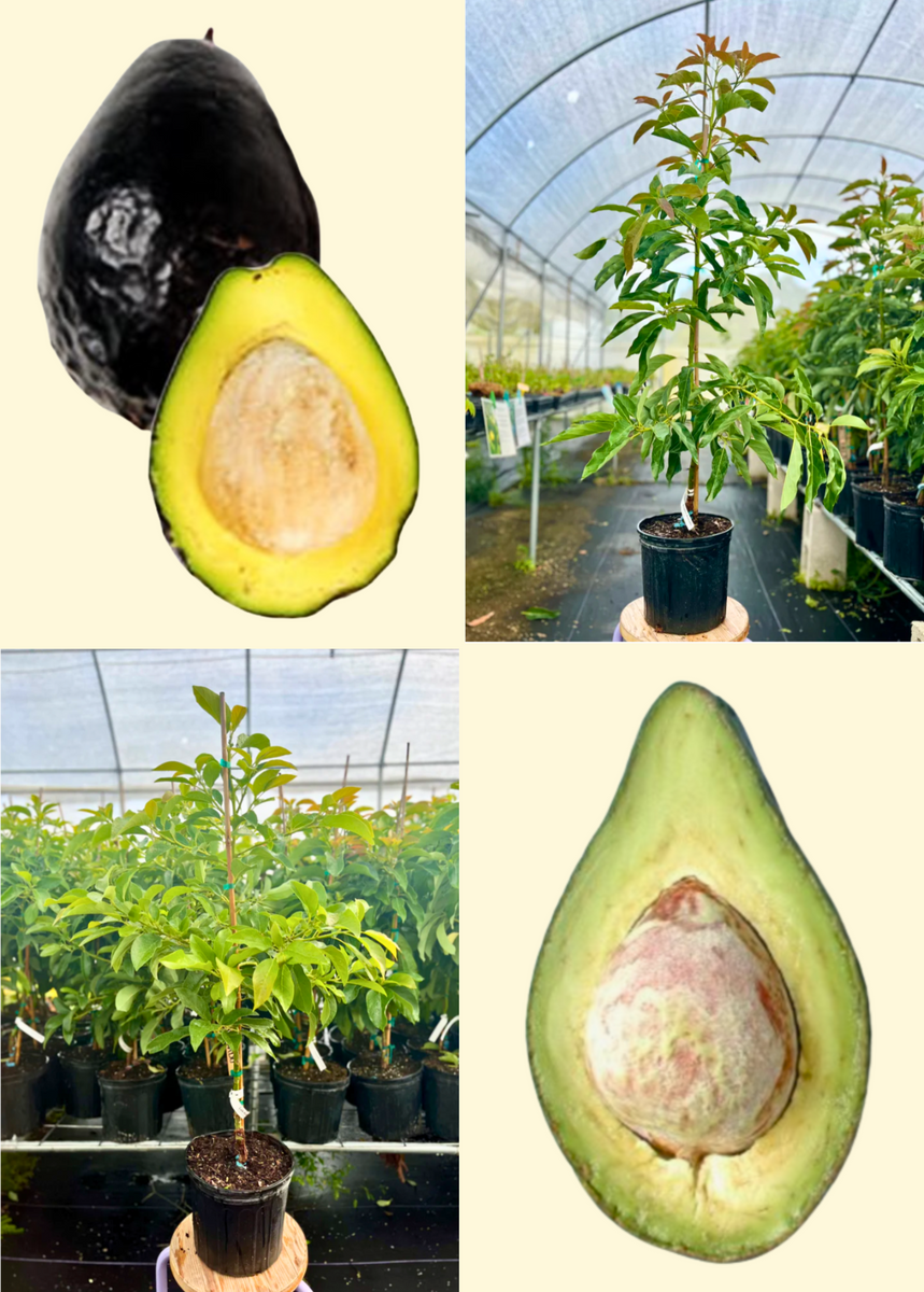 XL Cold Hardy Type A+B Avocado Bundle: 'Brogdon' + 'Lula' – Sow Exotic