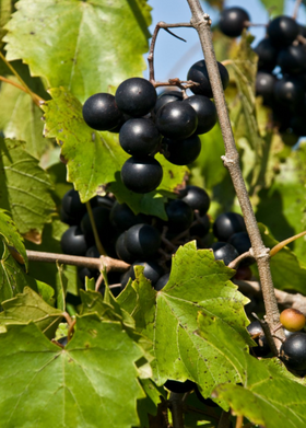 Grape 'Delicious' (Vitis rotundifolia)