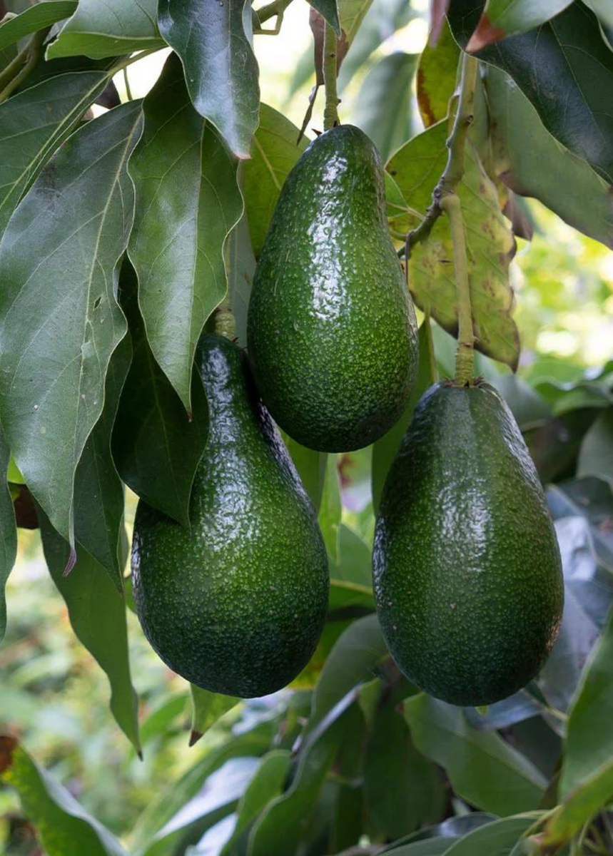 AUGUST avocado thong, persea