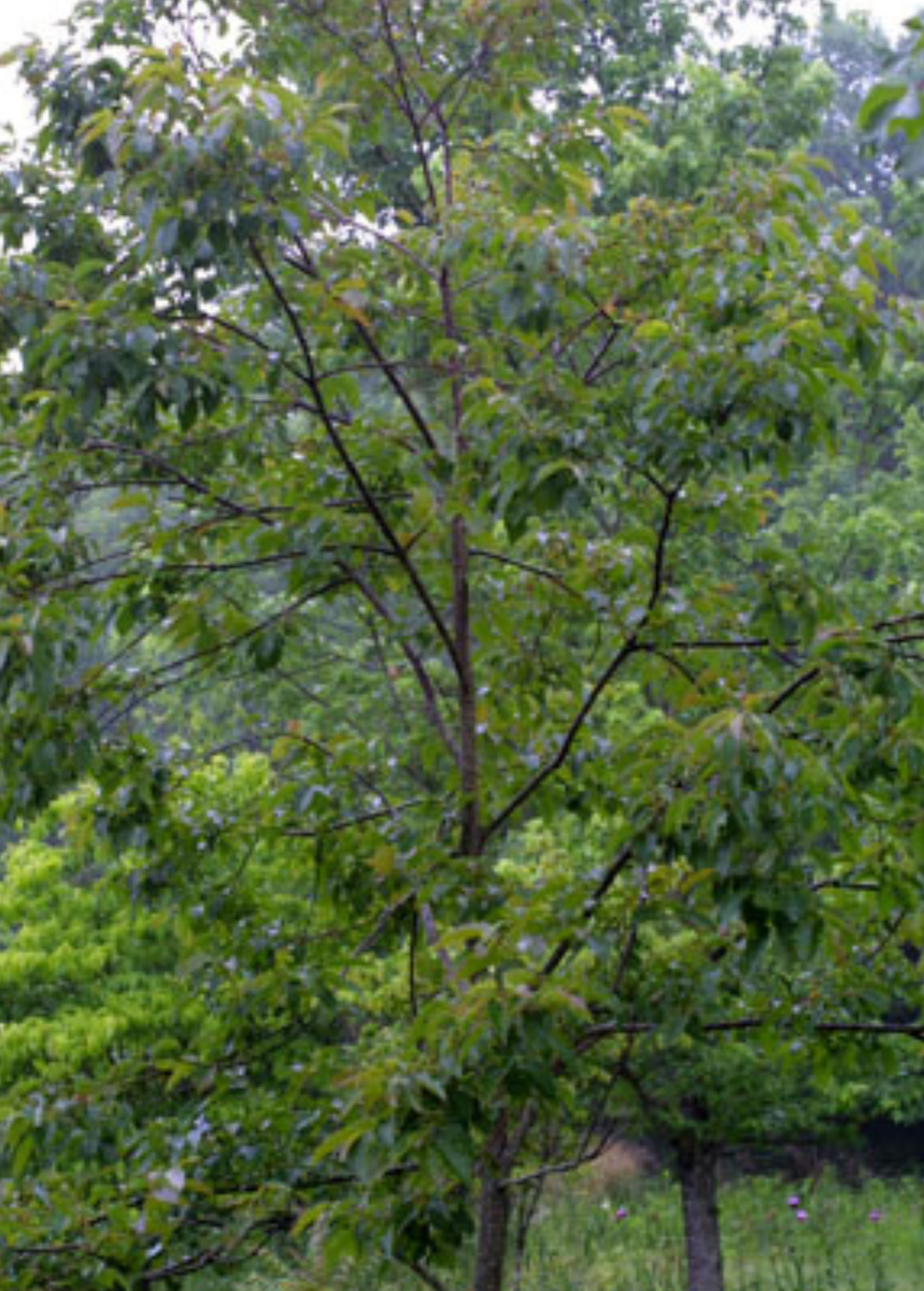 Florida Native Persimmon Fruit Tree For Sale Sow Exotic