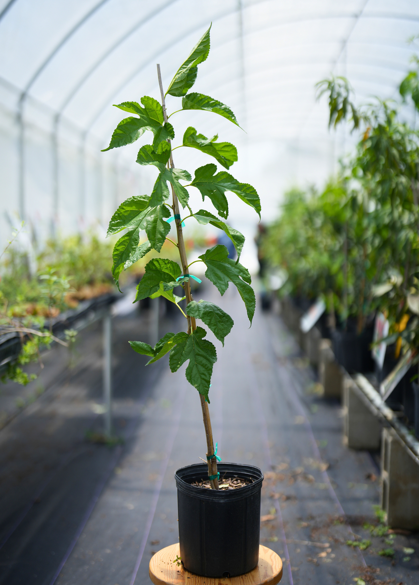 mulberry plant in pot Florid Native Mulberry Trees For Sale