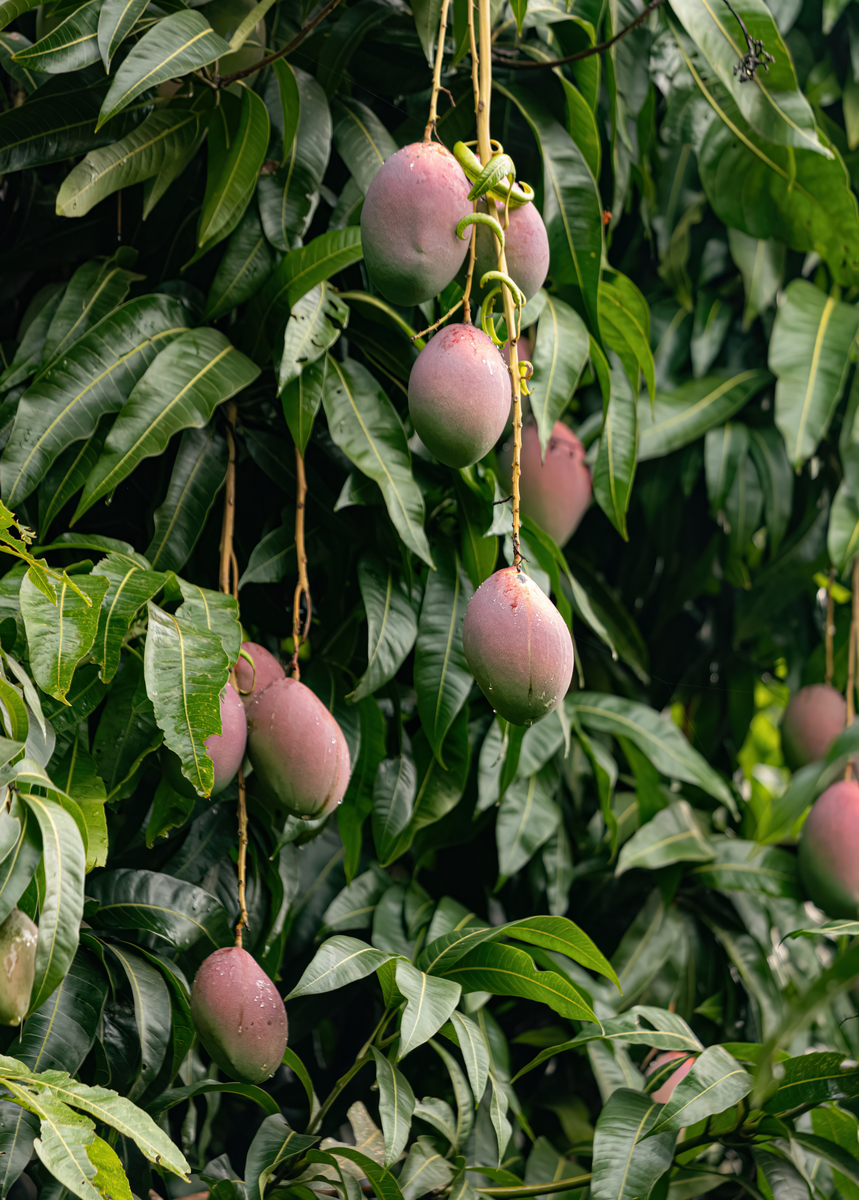 Fruit Tree 6-2-4 Organic Fertilizer Blend, 5lb – Sow Exotic