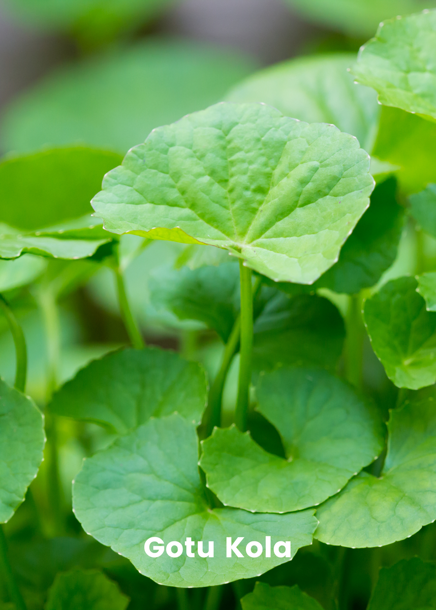 Adaptogen Herb Bundle Gotu Kola, Skullcap, Ashwaghanda, Tulsi Plants
