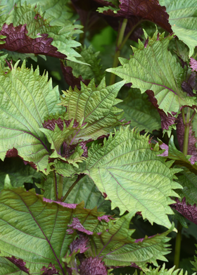 Britton Shiso (Perilla frutescens var. crispa ‘Britton’)