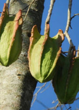 Mexican Mountain Papaya, Bonete (Jacaratia mexicana)