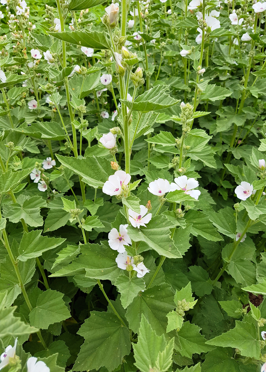 guimauve plant Marshmallow (Althaea officinalis)