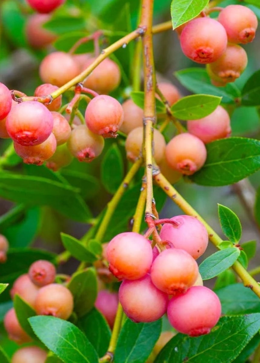 Vaccinium corymbosum Pink Lemonade Plants for the Patio or Garden - Pack of  THREE Pink Berry Plants