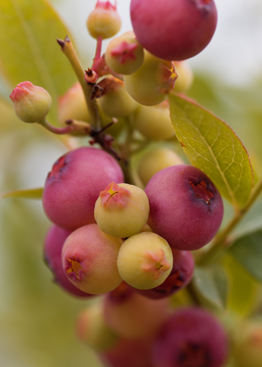 Pink Lemonade Blueberry Plant For Sale Sow Exotic