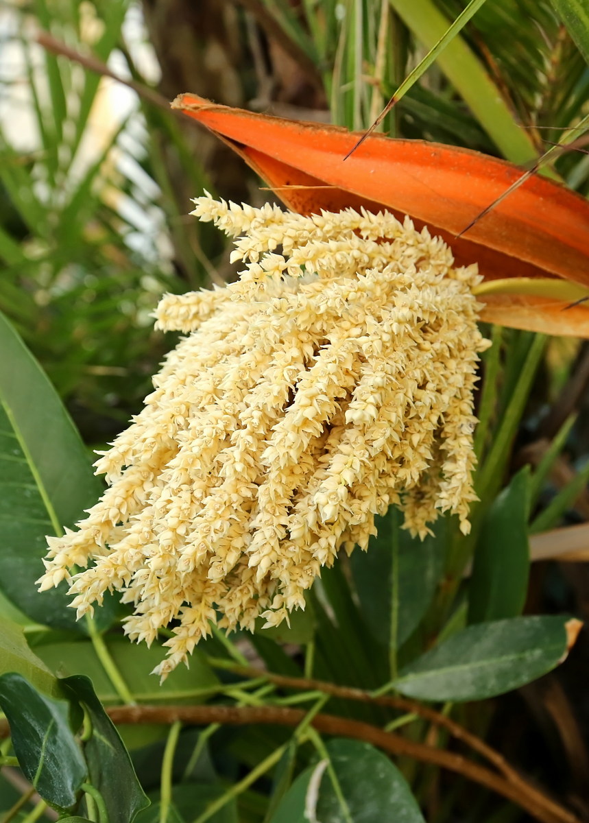 palm flower plant Pygmy Date Palm Trees For Sale