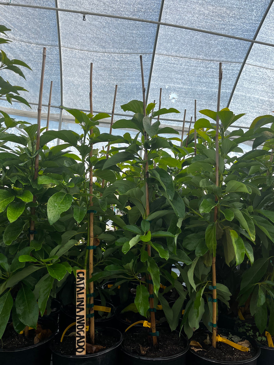 avocado plant size Catalina Avocado Fruit Tree | Grafted
