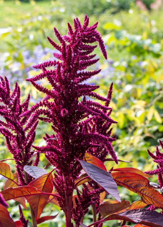 Red Callaloo Plants For Sale Sow Exotic