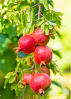 Companion Plants Bundle: Pomegranate 'Wonderful' & Moldavian Balm