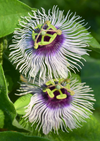 Companion Plants Bundle: Passionfruit 'Bounty' & Longevity Spinach