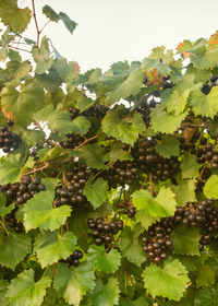Grape 'Southern Home' (Vitis rotundifolia x Vitis vinifera)