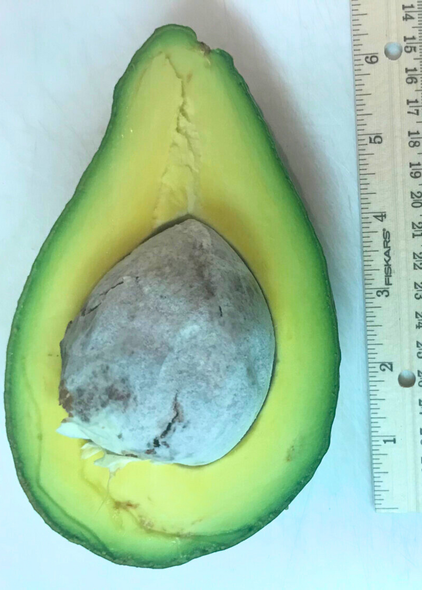 【avocado先生】 Grow Your Own Delicious Avocados with Our Hybrid Hass Variety