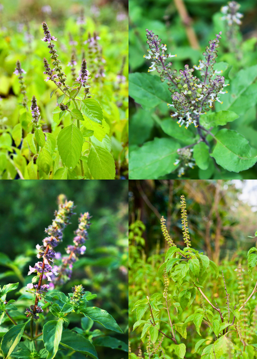 Holy Basil Bundle, The Tulsi Trio: Krishna, Rama, Vana – Sow Exotic