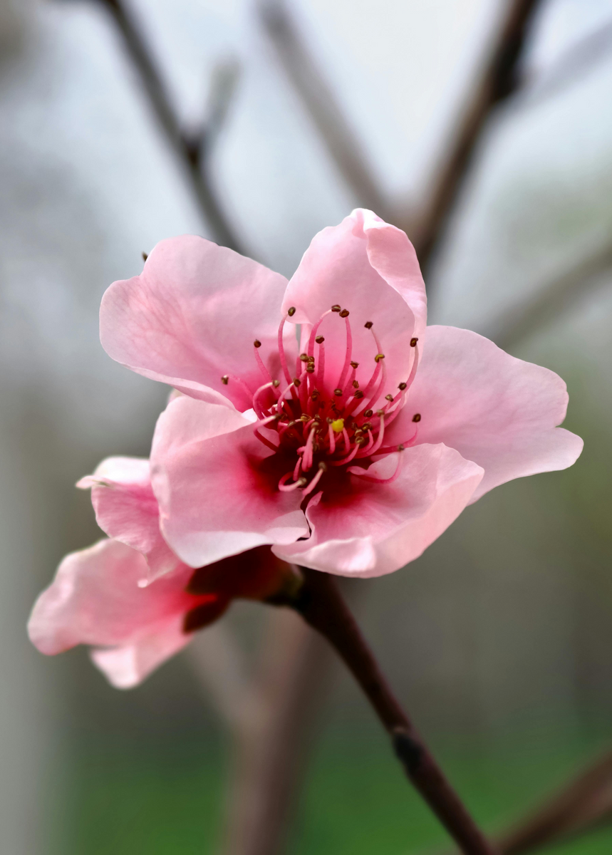 UF Sun Peach Trees For Sale | Low Chill Peach Tree | Sow Exotic