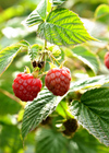'Caroline' Raspberry (Rubus idaeus 'Caroline')