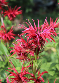 Red Bergamot (Monarda didyma)