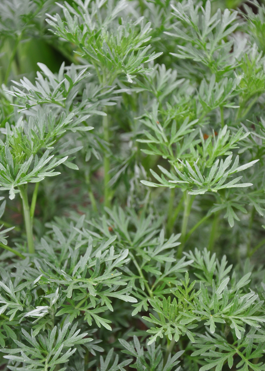 Wormwood (Artemisia absinthium) Plants for Sale Sow