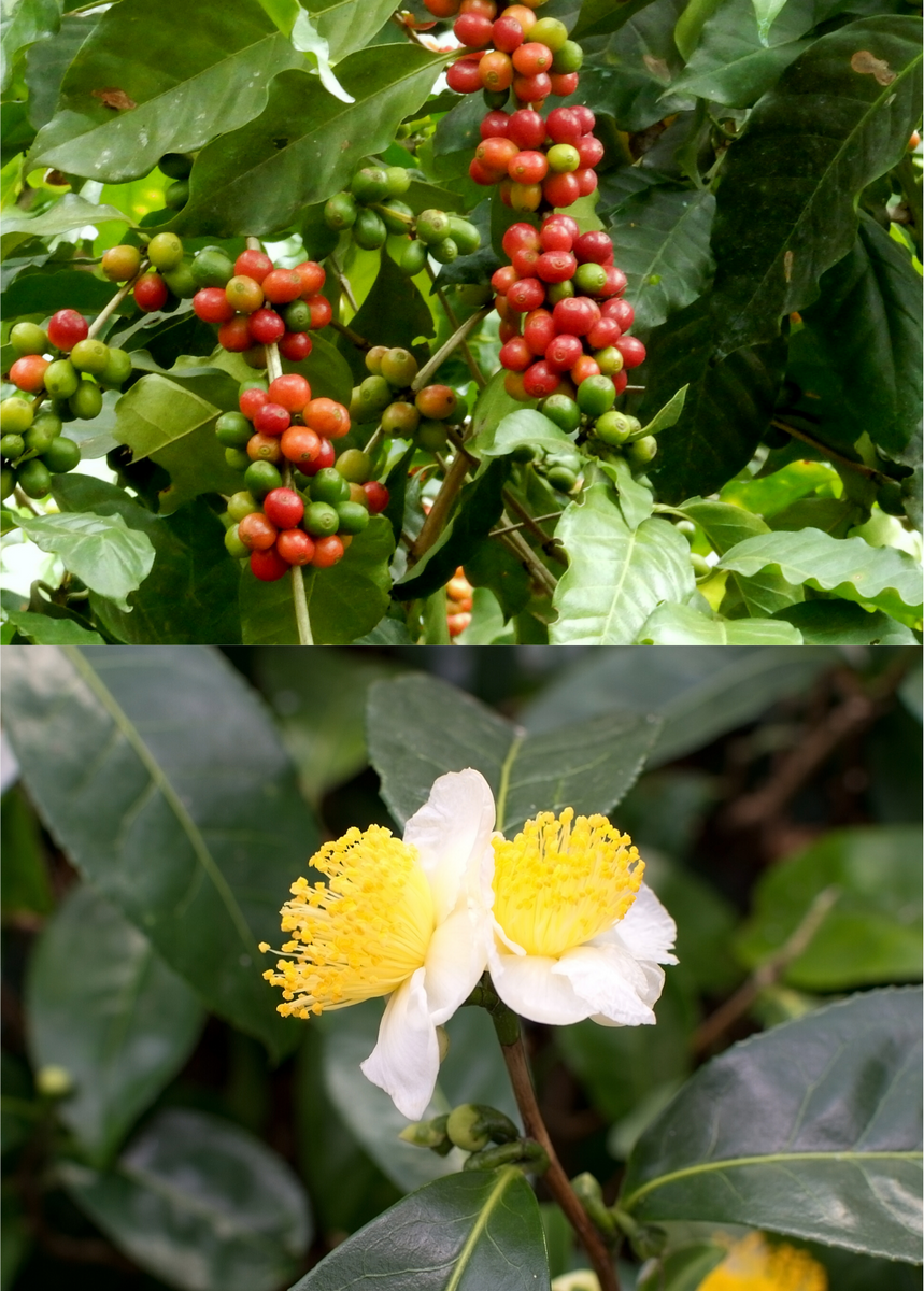 green tea plant seeds for sale Coffee & Green Tea Bundle for Sale