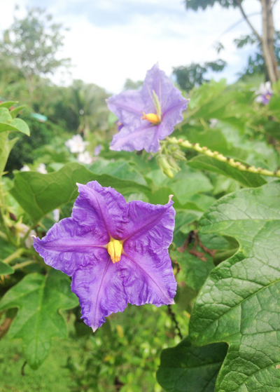 two purple, crinkly petaled, star shaped flowers on bumpy Giant Potato Tree stems