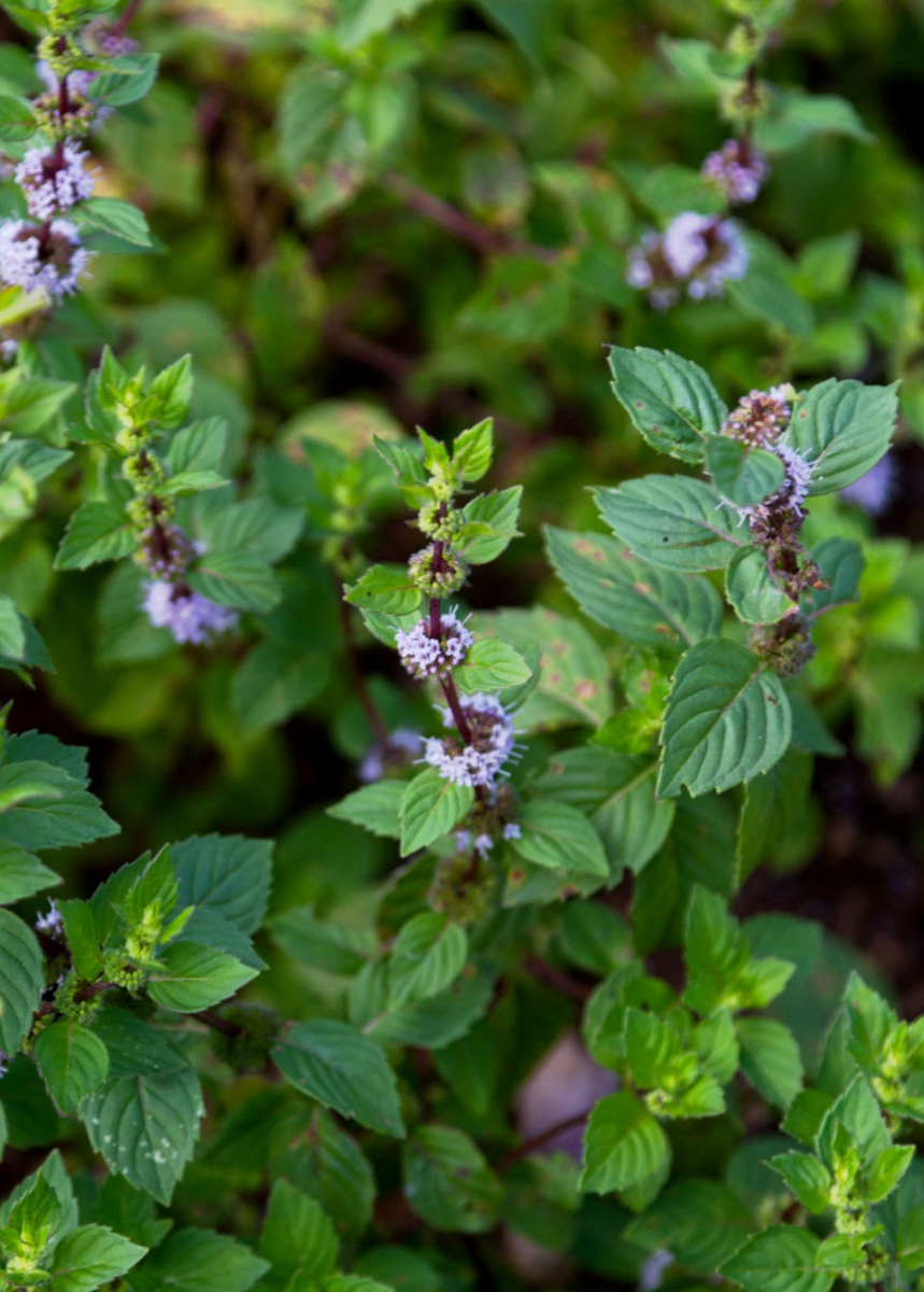 Vietnamese Coriander Plants For Sale - Sowexotic.com – Sow Exotic