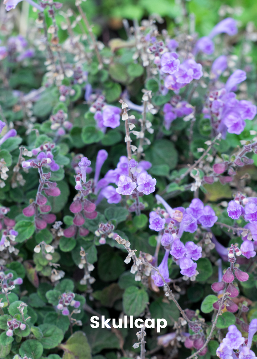 Adaptogen Herb Bundle Gotu Kola, Skullcap, Ashwaghanda, Tulsi Plants