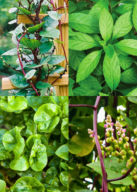 Perennial Greens Bundle: Longevity + Malabar + Sissoo